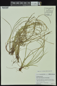 Carex nigromarginata image