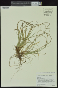 Carex nigromarginata image