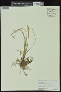 Carex nigromarginata image