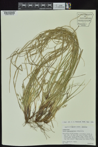 Carex nigromarginata image