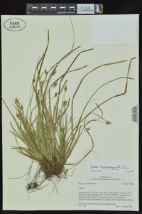 Carex nigromarginata image