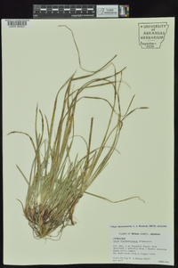 Carex nigromarginata image