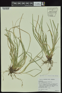 Carex nigromarginata image