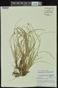 Carex nigromarginata image