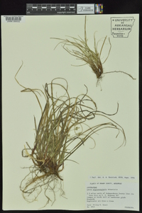 Carex nigromarginata image