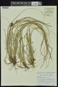 Carex nigromarginata image