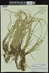 Carex nigromarginata image