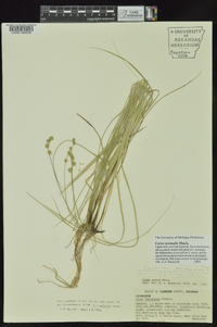 Carex normalis image