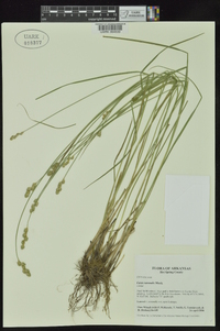 Carex normalis image