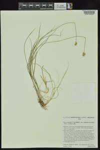 Carex normalis image