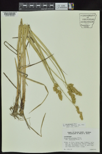 Carex oklahomensis image