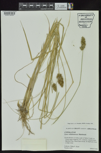 Carex oklahomensis image