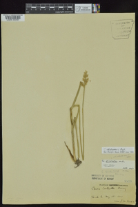 Carex oklahomensis image