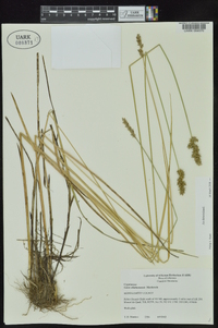 Carex oklahomensis image