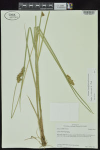 Carex oklahomensis image