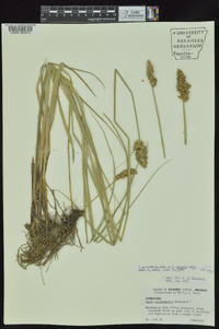 Carex oklahomensis image