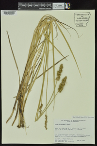 Carex oklahomensis image