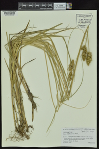 Carex oklahomensis image