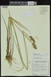 Carex oklahomensis image