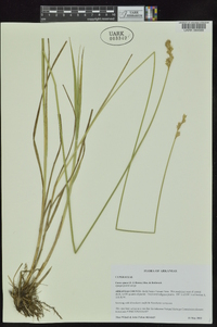 Carex opaca image