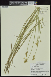 Carex opaca image
