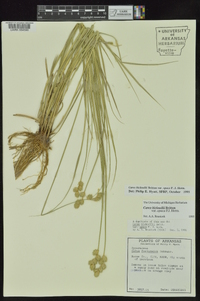 Carex opaca image