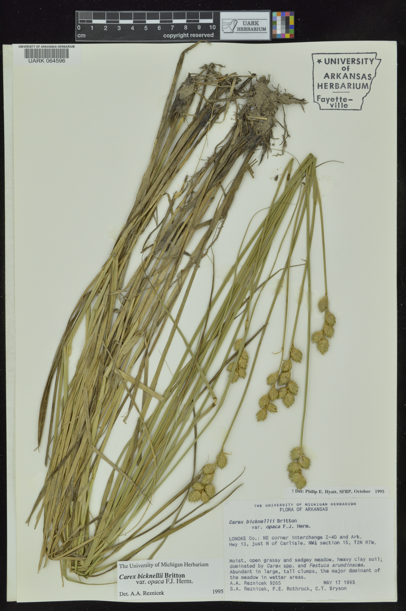 Carex bicknellii var. opaca image