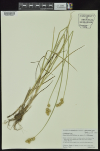 Carex opaca image