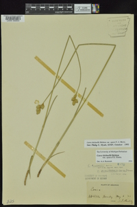 Carex opaca image