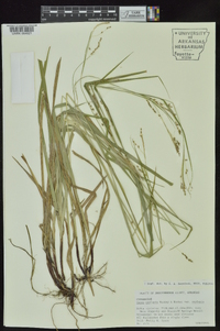 Carex oxylepis image