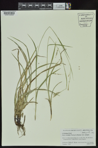 Carex oxylepis image