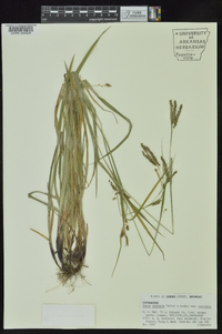 Carex oxylepis var. oxylepis image