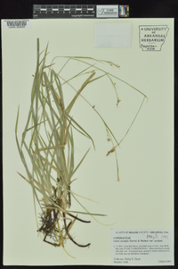 Carex oxylepis image