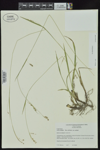 Carex oxylepis image