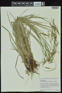 Carex oxylepis image