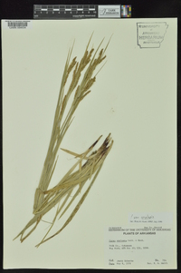 Carex oxylepis image