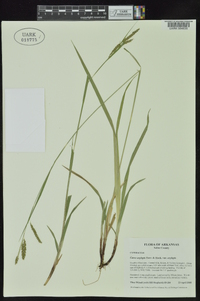 Carex oxylepis image