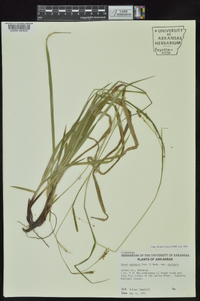 Carex oxylepis image