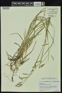 Carex oxylepis image