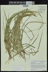 Carex oxylepis image
