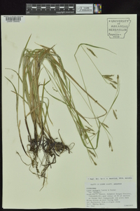 Carex oxylepis image