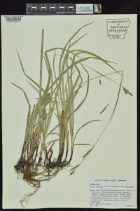 Carex oxylepis image