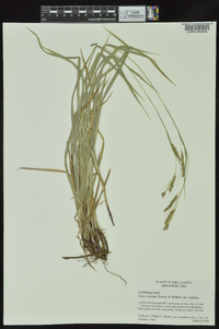 Carex oxylepis image