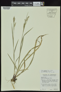 Carex oxylepis image