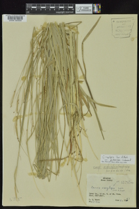 Carex oxylepis image