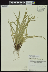 Carex oxylepis image