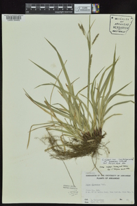 Carex oxylepis image