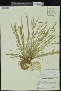 Carex oligocarpa image