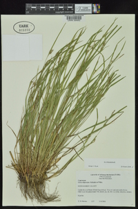 Carex oligocarpa image