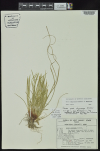 Carex oligocarpa image